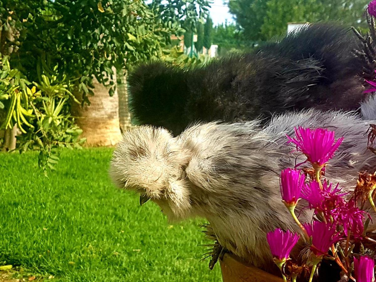 Finca La Gallina Blanca Alhaurín el Grande Zewnętrze zdjęcie
