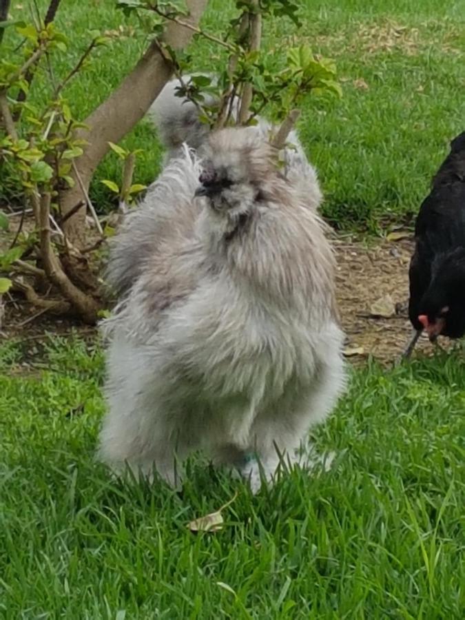 Finca La Gallina Blanca Alhaurín el Grande Zewnętrze zdjęcie